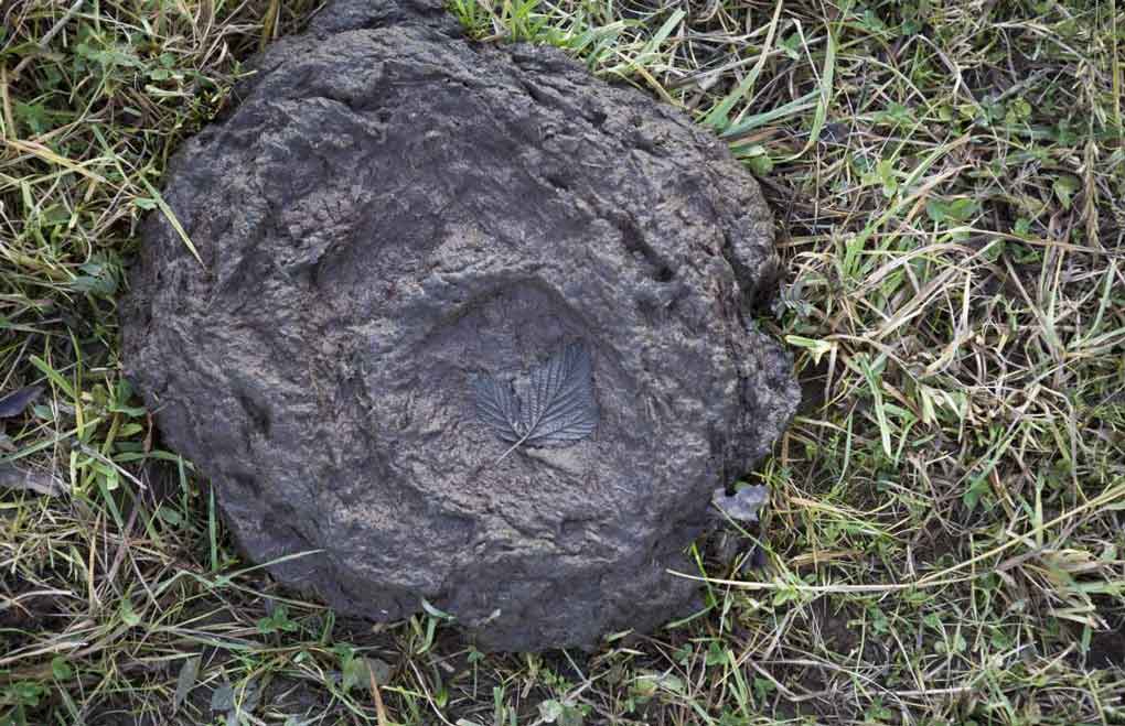 Kuhfladen auf einer Wiese als typische Eintragsquelle für Fäkalbakterien ins Grundwasser