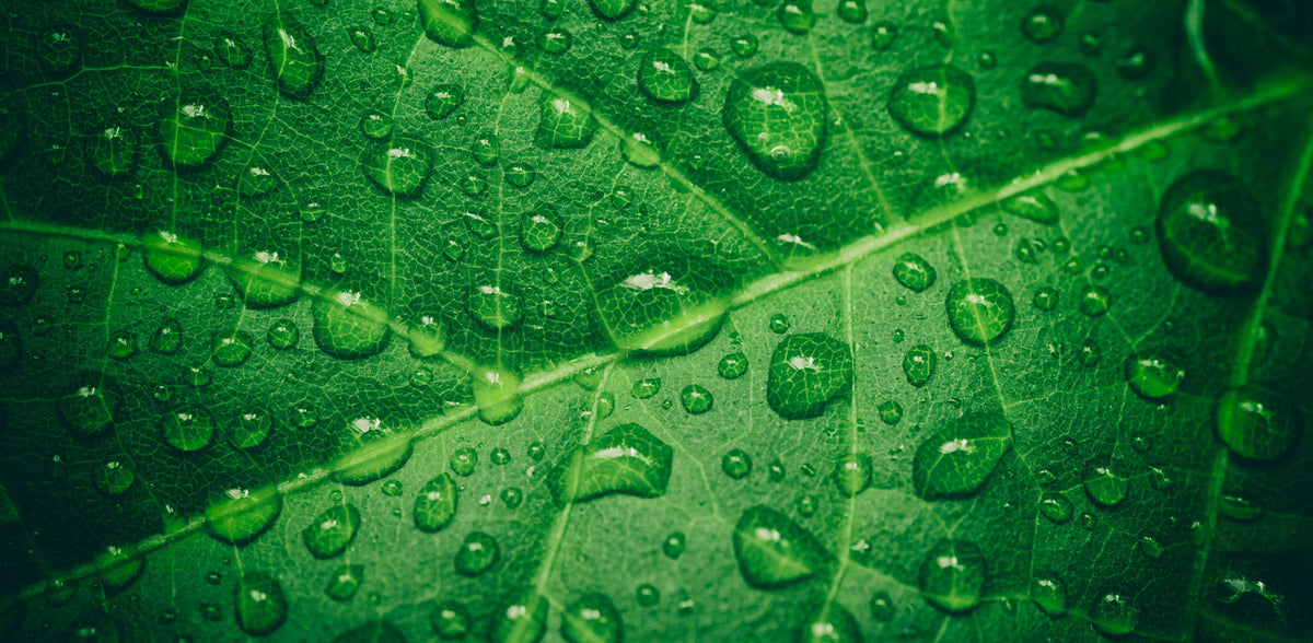 Wassertropfen auf grünen Blatt